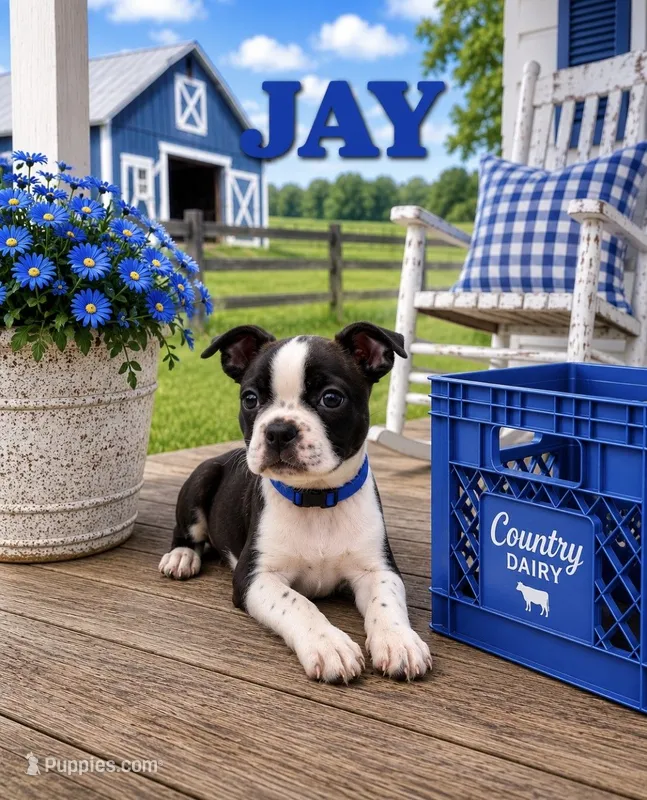 Jay – Boston Terrier puppy for sale in Plainfield, IN