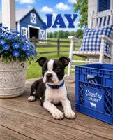 Jay, a male Boston Terrier for sale in Plainfield, IN – 1 of 1