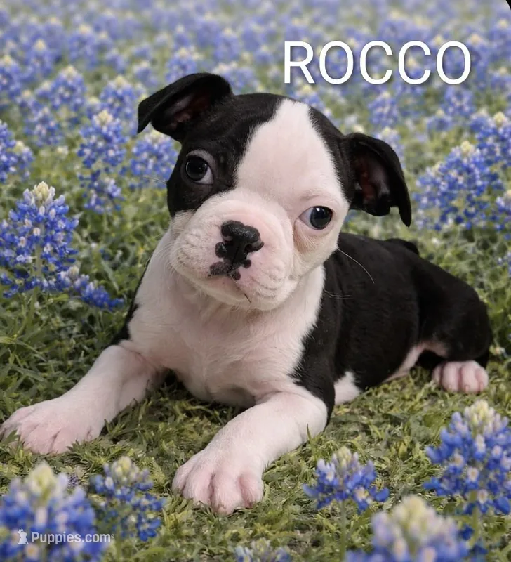 Rocco – Boston Terrier puppy for sale in Plainfield, IN