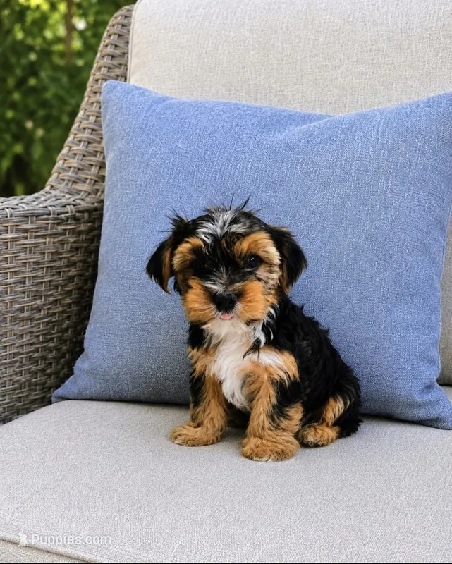 Boy 3 – Yorkshire Terrier puppy for sale in Plainfield, IN