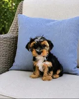 Boy 3, a male Yorkshire Terrier for sale in Plainfield, IN – 1 of 1