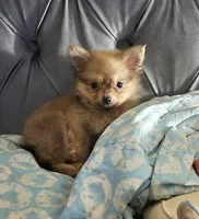 Pom, a male Pomeranian for sale in Plainfield, IN – 2 of 3
