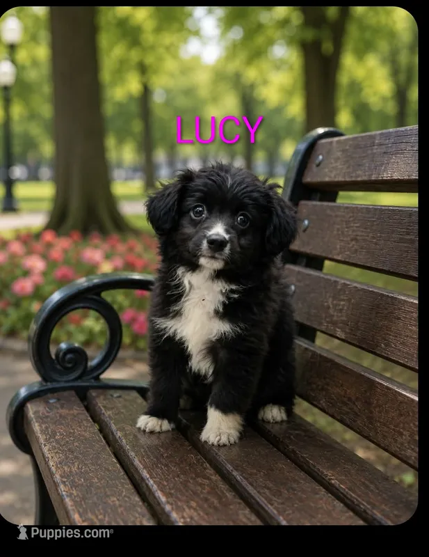 Lucy – Miniature Australian Shepherd puppy for sale in Plainfield, IN