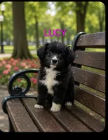 Lucy, a female Miniature Australian Shepherd for sale in Plainfield, IN – 1 of 1