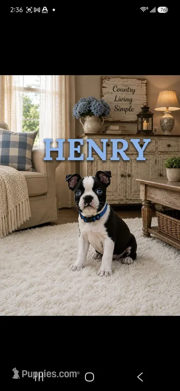 Henry – Boston Terrier puppy for sale in Plainfield, IN