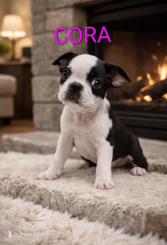 Cora, a female Boston Terrier for sale in Plainfield, IN – Photo 1 of 2