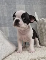 Cora, a female Boston Terrier for sale in Plainfield, IN – Photo 2 of 2