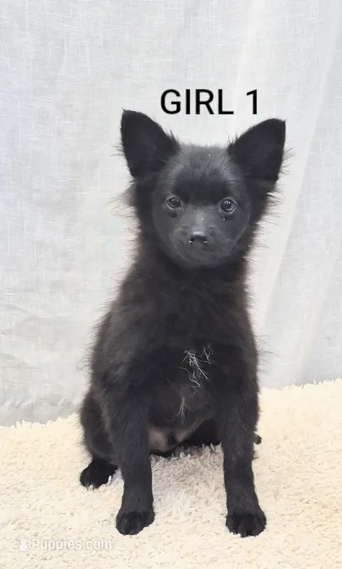 Girl 1 – Chihuahua, Pomeranian puppy for sale in Plainfield, IN