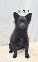 Girl 1, a female Chihuahua and Pomeranian for sale in Plainfield, IN – 1 of 1
