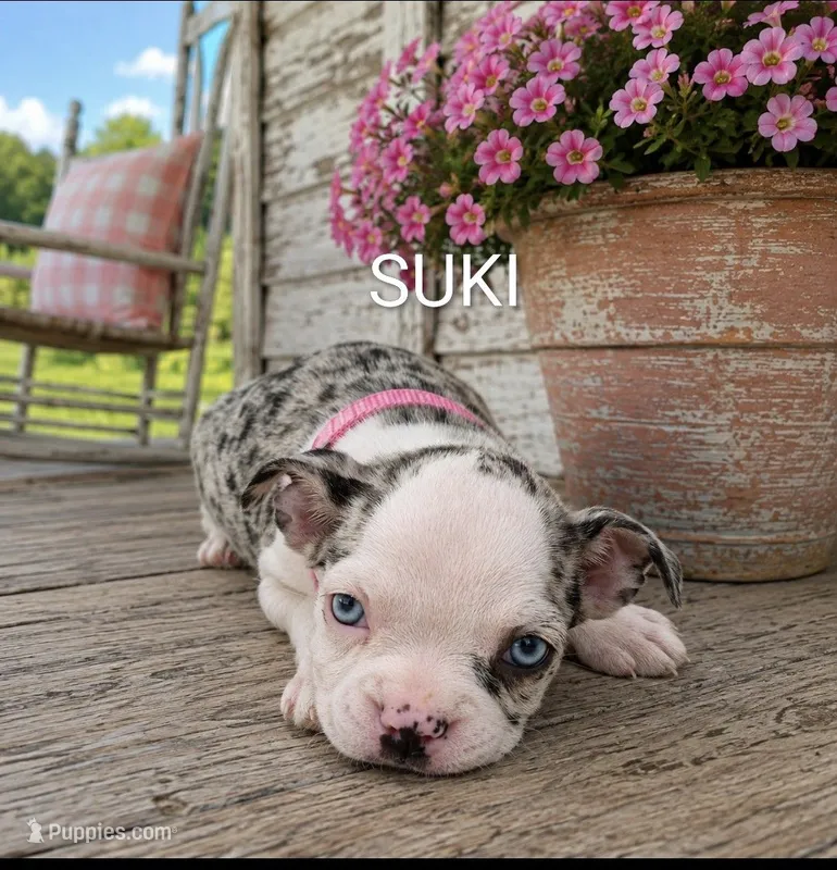 Suki – Boston Terrier puppy for sale in Plainfield, IN