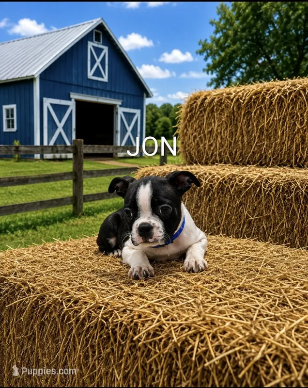 Jon – Boston Terrier puppy for sale in Plainfield, IN