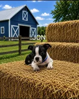 Jon, a male Boston Terrier for sale in Plainfield, IN – 1 of 1