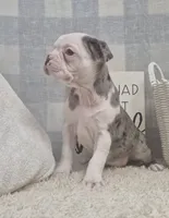 Cooper , a female Boston Terrier for sale in Plainfield, IN – Photo 2 of 2