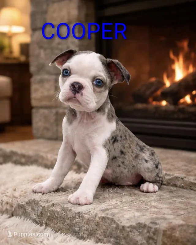 Cooper , a female Boston Terrier for sale in Plainfield, IN – Photo 1 of 2