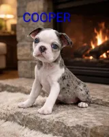 Cooper , a female Boston Terrier for sale in Plainfield, IN – Photo 1 of 2