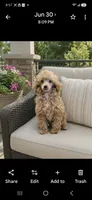 Boy 1, a male Poodle - Miniature  for sale in Plainfield, IN – 1 of 2