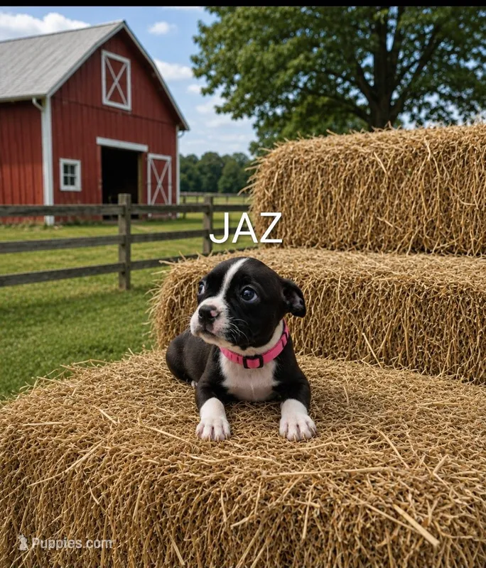 Jaz – Boston Terrier puppy for sale in Plainfield, IN