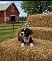 Jaz, a female Boston Terrier for sale in Plainfield, IN – 1 of 1