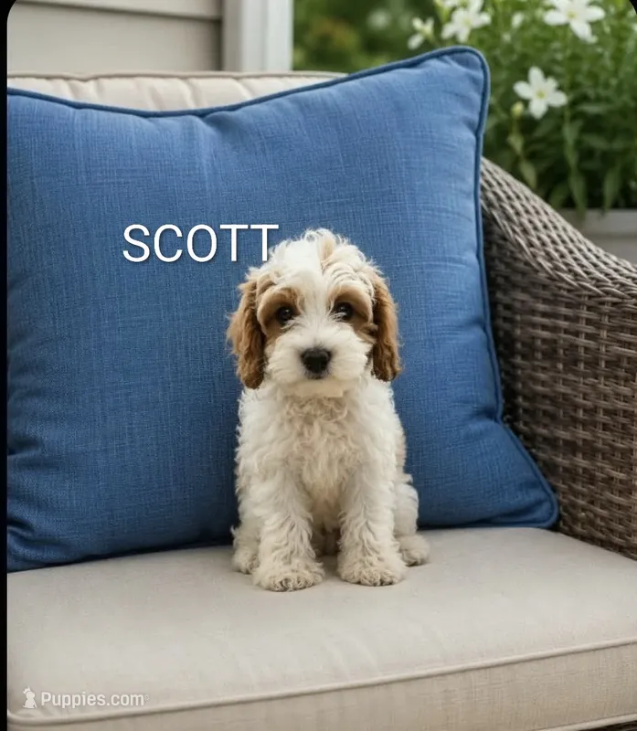 Scott – Poodle - Miniature  puppy for sale in Plainfield, IN