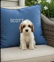Scott, a male Poodle - Miniature  for sale in Plainfield, IN – 1 of 1