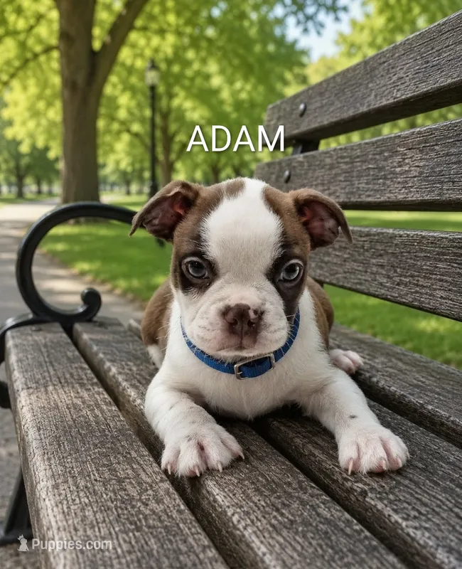 Adam – Boston Terrier puppy for sale in Plainfield, IN