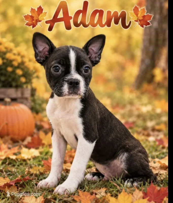 Adam – Boston Terrier puppy for sale in Plainfield, IN
