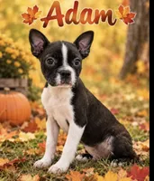 Adam, a male Boston Terrier for sale in Plainfield, IN – 1 of 1