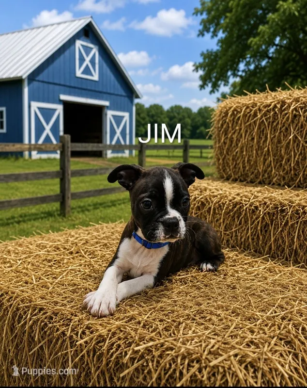 Jim – Boston Terrier puppy for sale in Plainfield, IN