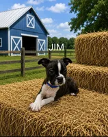 Jim, a male Boston Terrier for sale in Plainfield, IN – 1 of 1