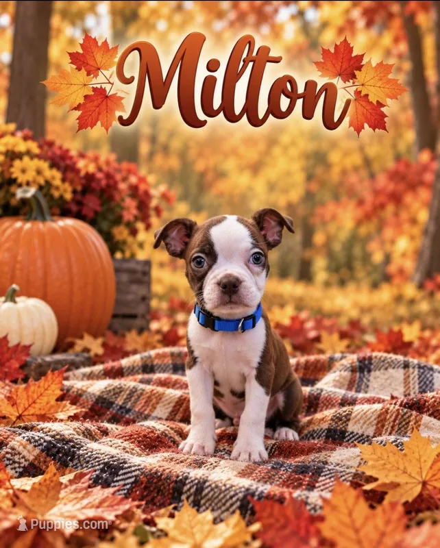 Milton – Boston Terrier puppy for sale in Plainfield, IN