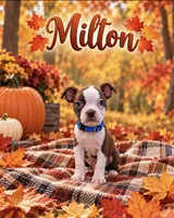Milton, a male Boston Terrier for sale in Plainfield, IN – 1 of 1