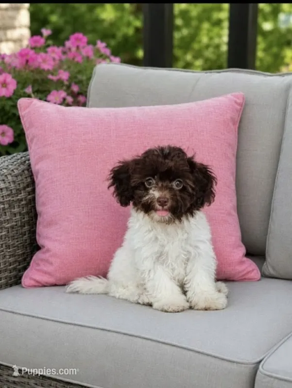 Maddy – Poodle - Miniature , Havapoo puppy for sale in Plainfield, IN