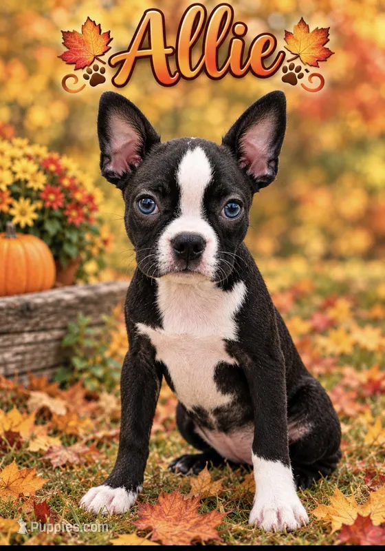 Allie – Boston Terrier puppy for sale in Plainfield, IN