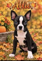 Allie, a female Boston Terrier for sale in Plainfield, IN – 1 of 1