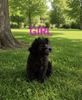 Girl 1, a female Poodle - Miniature  for sale in Plainfield, IN – 1 of 1