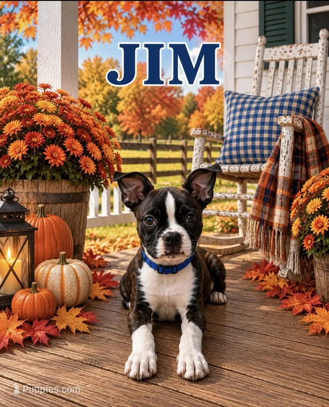 Jim – Boston Terrier puppy for sale in Plainfield, IN