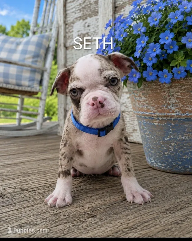Seth – Boston Terrier puppy for sale in Plainfield, IN