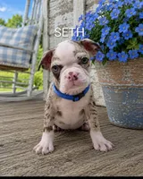 Seth, a male Boston Terrier for sale in Plainfield, IN – 1 of 1
