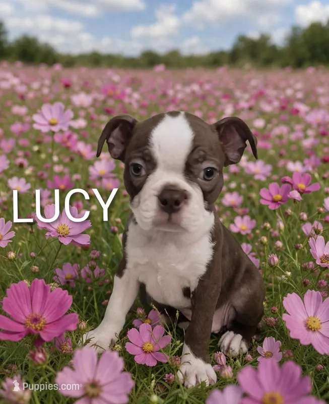 Lucy – Boston Terrier puppy for sale in Plainfield, IN