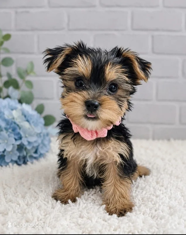 Girl 1, a female Yorkshire Terrier for sale in Plainfield, IN – 1 of 1