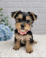 Girl 1, a female Yorkshire Terrier for sale in Plainfield, IN – 1 of 1