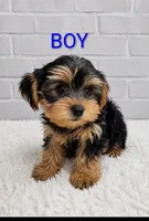 Boy 1, a male Yorkshire Terrier for sale in Plainfield, IN – 1 of 1