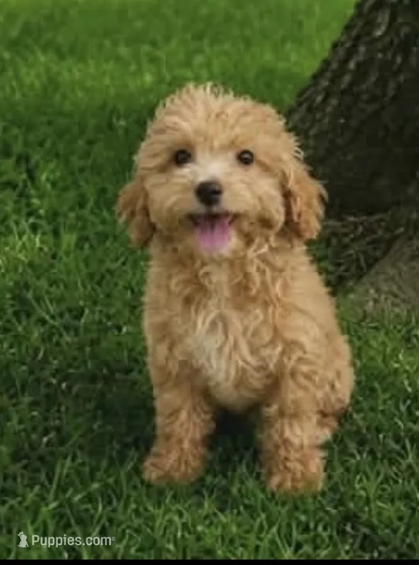 Boy 1 – Poodle - Miniature  puppy for sale in Plainfield, IN