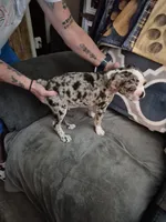 Steven, a male Boston Terrier for sale in Plainfield, IN – 4 of 4