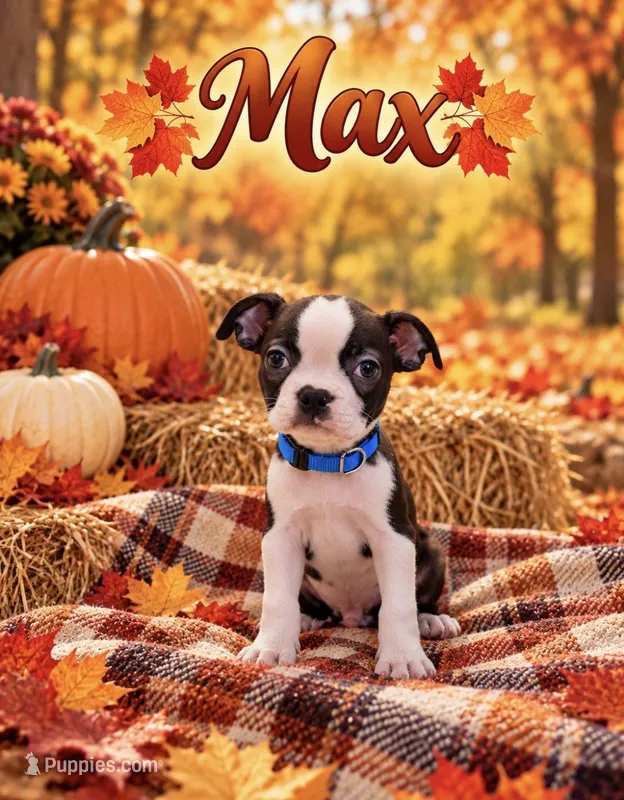 Max – Boston Terrier puppy for sale in Plainfield, IN