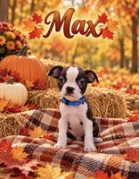Max, a male Boston Terrier for sale in Plainfield, IN – 1 of 1