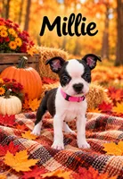 Millie, a female Boston Terrier for sale in Plainfield, IN – 1 of 1