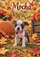 Mocha, a female Boston Terrier for sale in Plainfield, IN – 1 of 1