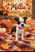 Millie, a female Boston Terrier for sale in Plainfield, IN – 1 of 1