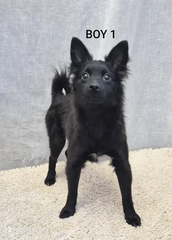 Boy 1 – Chihuahua, Pomeranian puppy for sale in Plainfield, IN